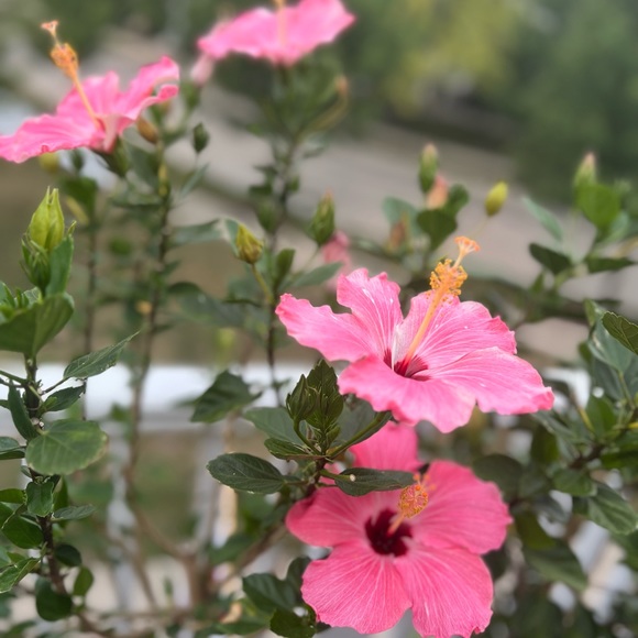 🌺 🌸🧡 Aloha 🤙🏻 - Picture 10 of 15